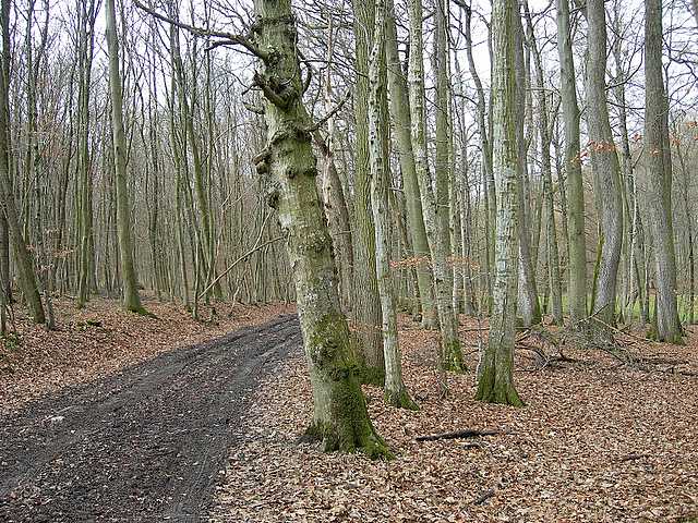 Hagenthal  (FRA)    17 Febbraio  2006